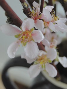 almond blossom 1