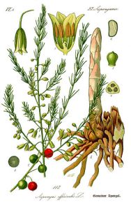 302px-Illustration_Asparagus_officinalis0b