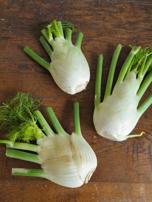 fennel bulbs