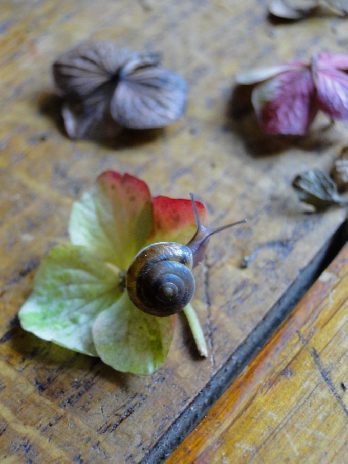 hydrangea&snail