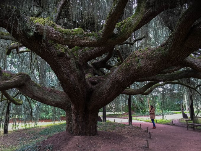 enchanted garden tree-2