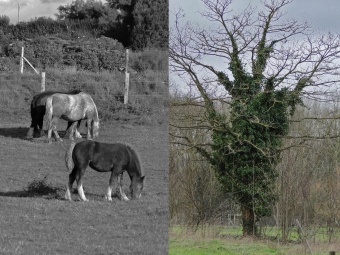 horses tree