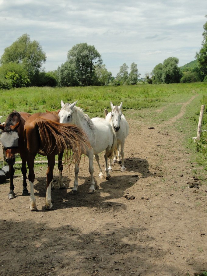 campagne horses-2